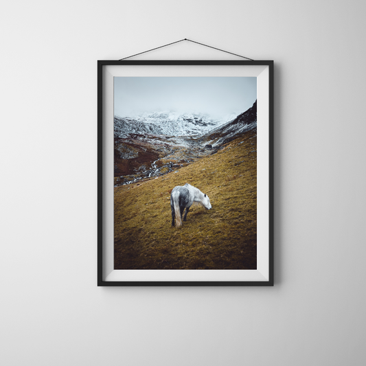 Wild Carneddau Mountain Pony