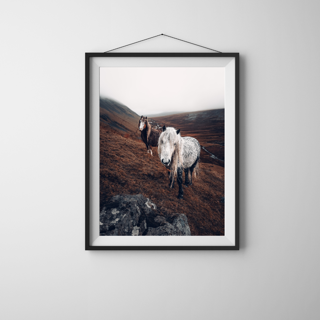 Wild Carneddau Mountain Pony