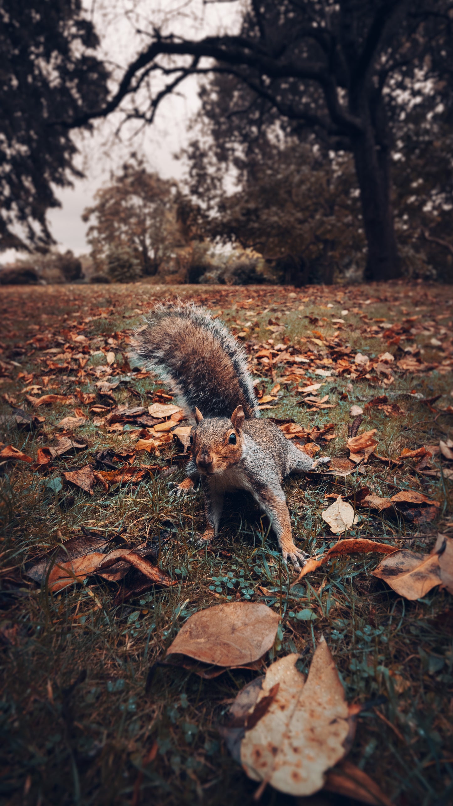 Grosvenor Park Squirrel