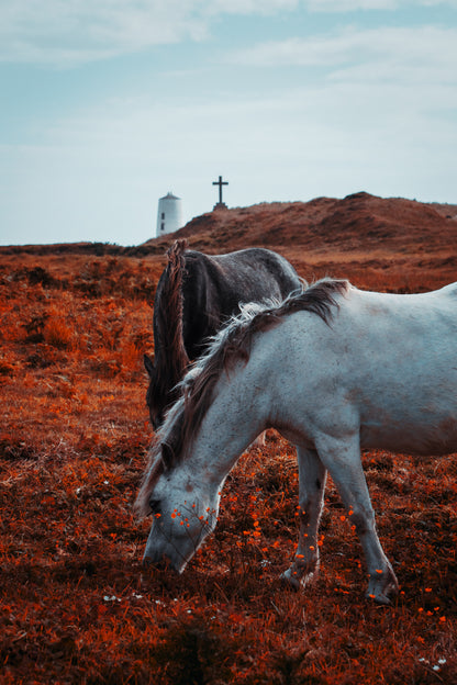 Llanddwyn Island Anglesey