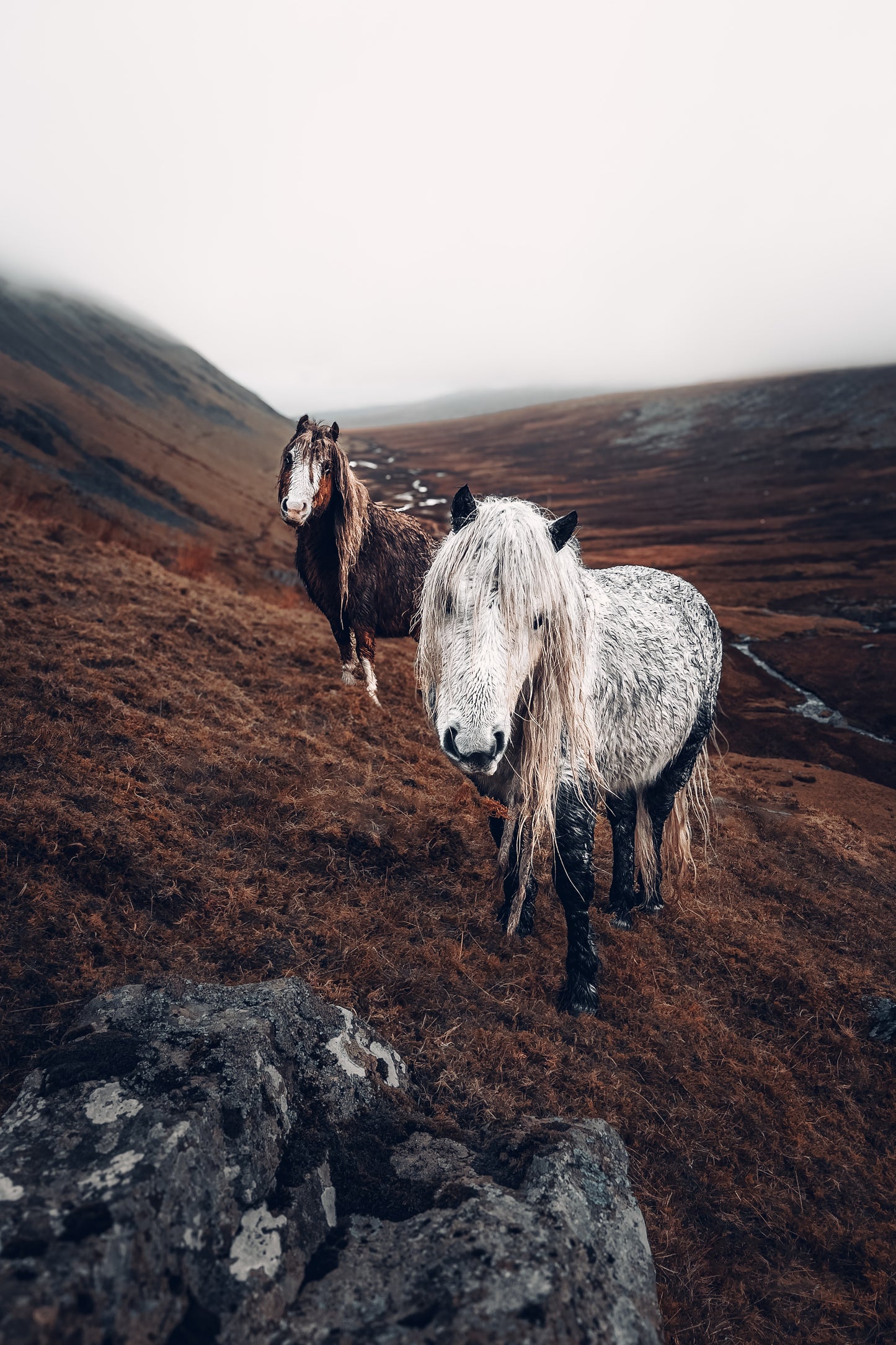 Wild Carneddau Mountain Pony
