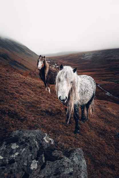 Wild Carneddau Mountain Pony