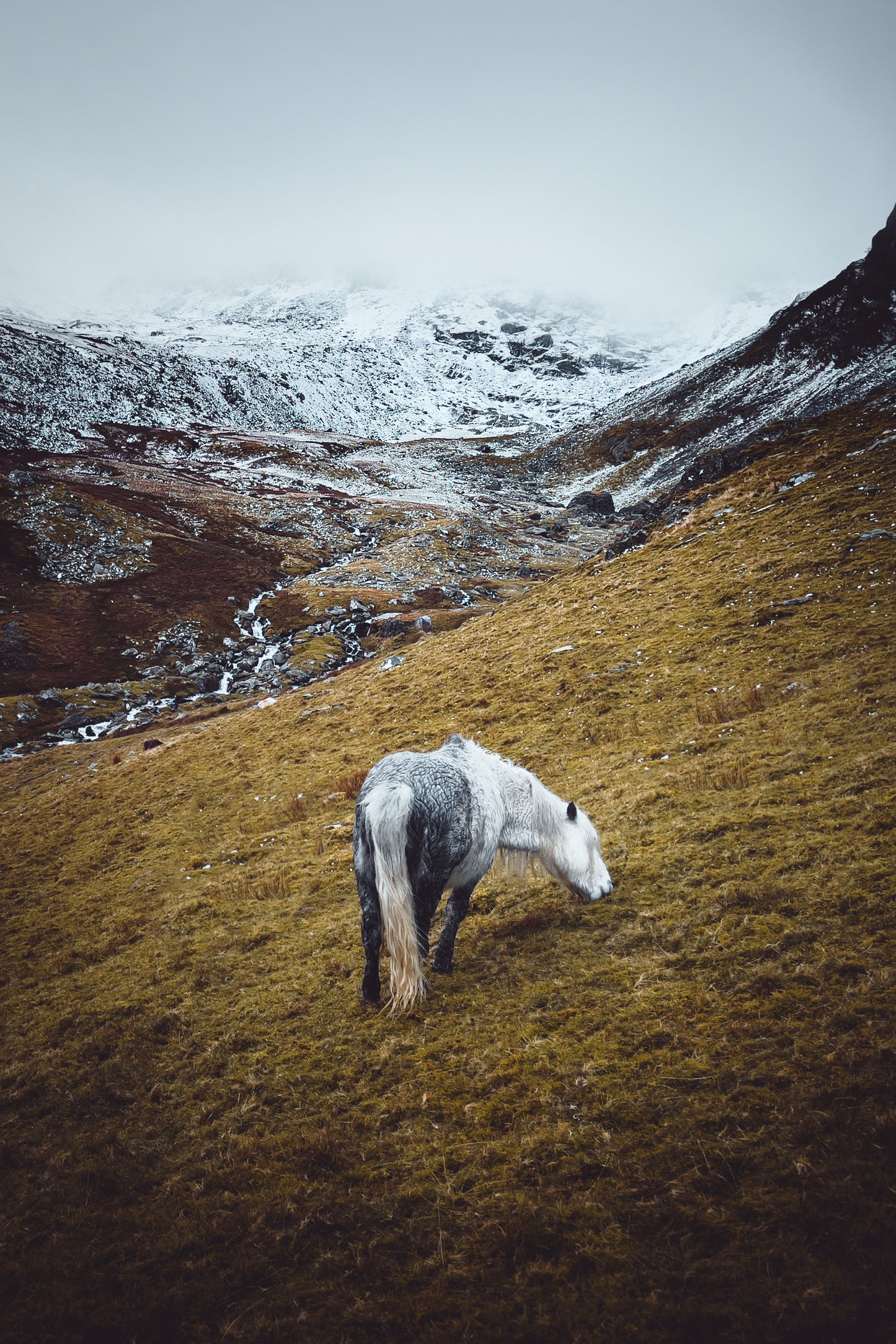 Wild Carneddau Mountain Pony