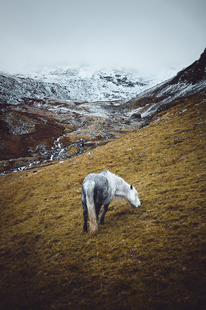 Wild Carneddau Mountain Pony
