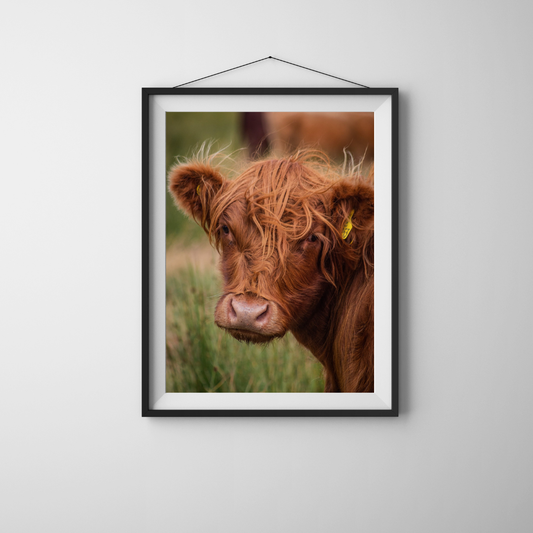 Highland Cow
