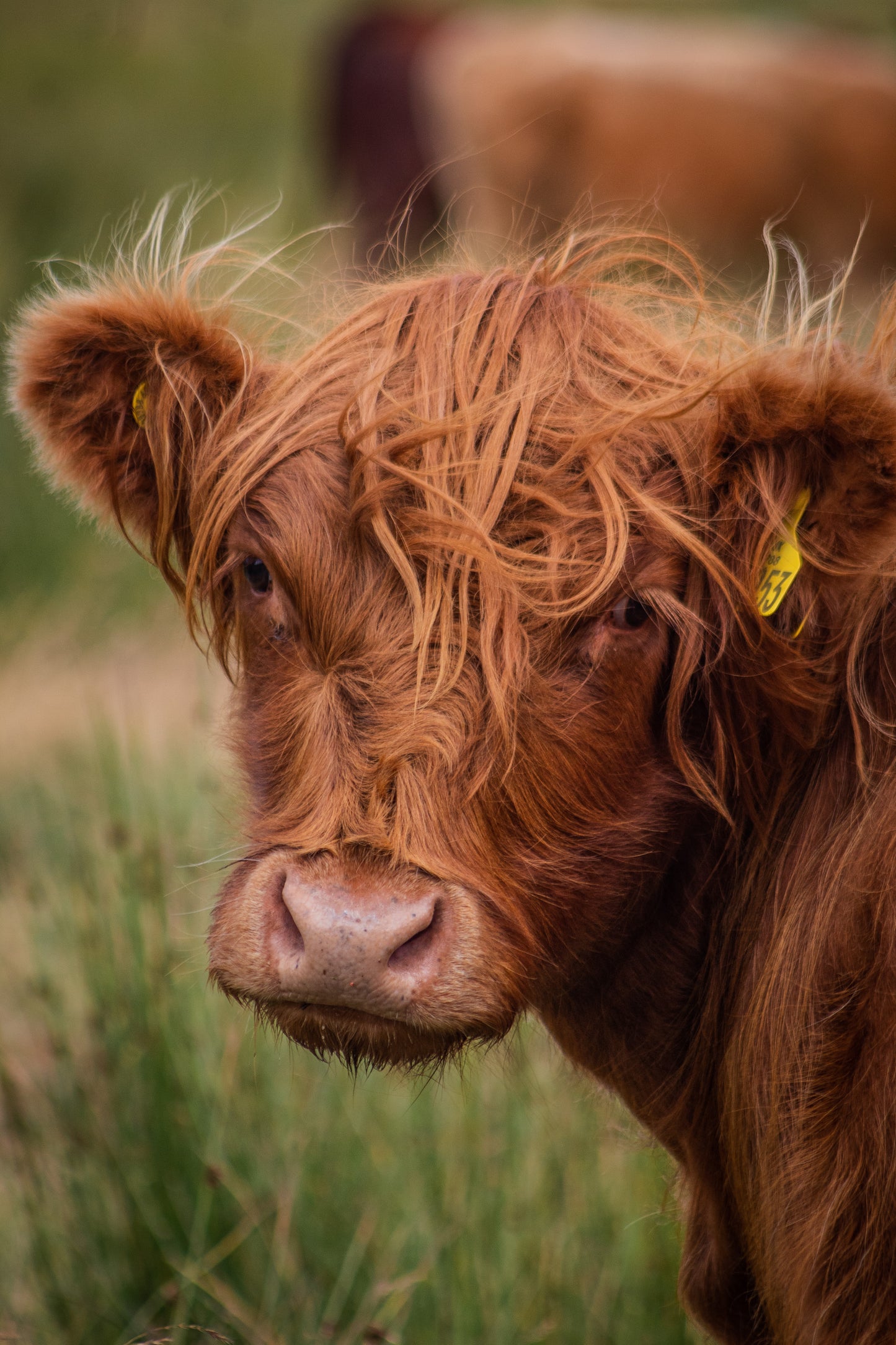 Highland Cow