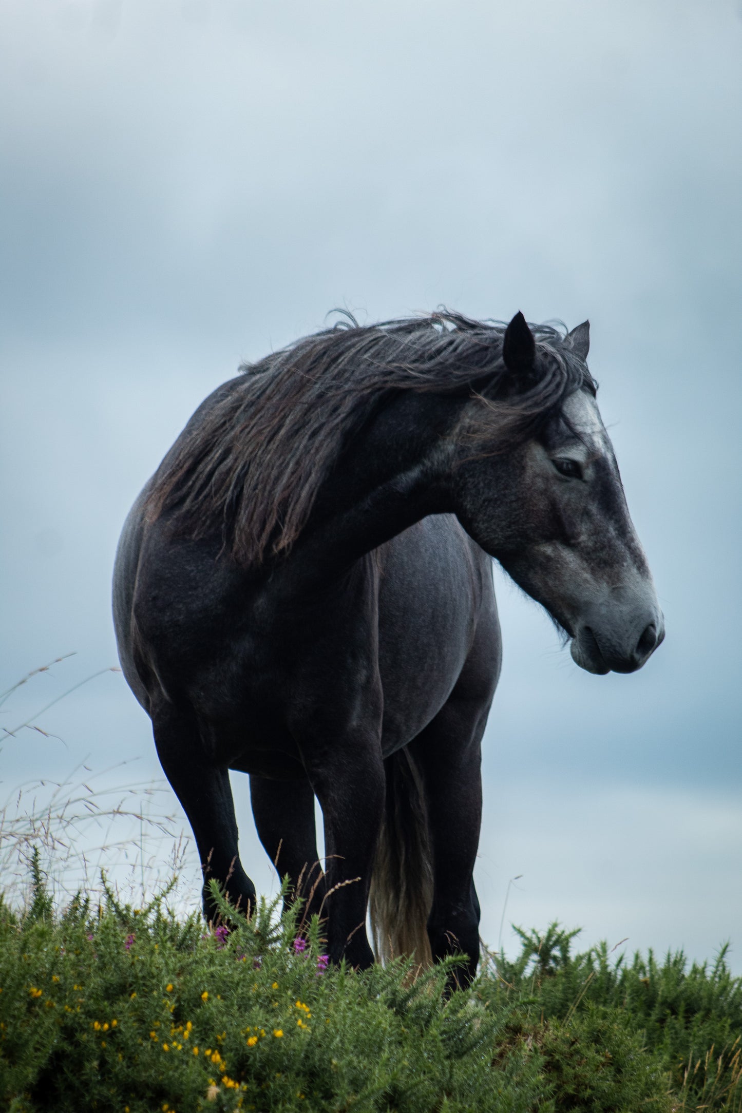 Black Lake Horse - Carneddau Mountains