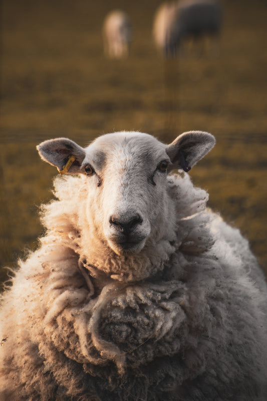 Welsh Sheep