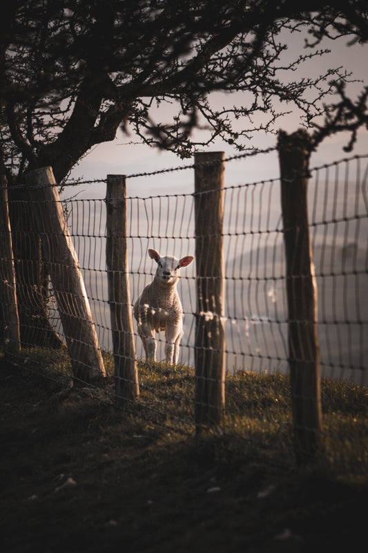 Welsh Lamb